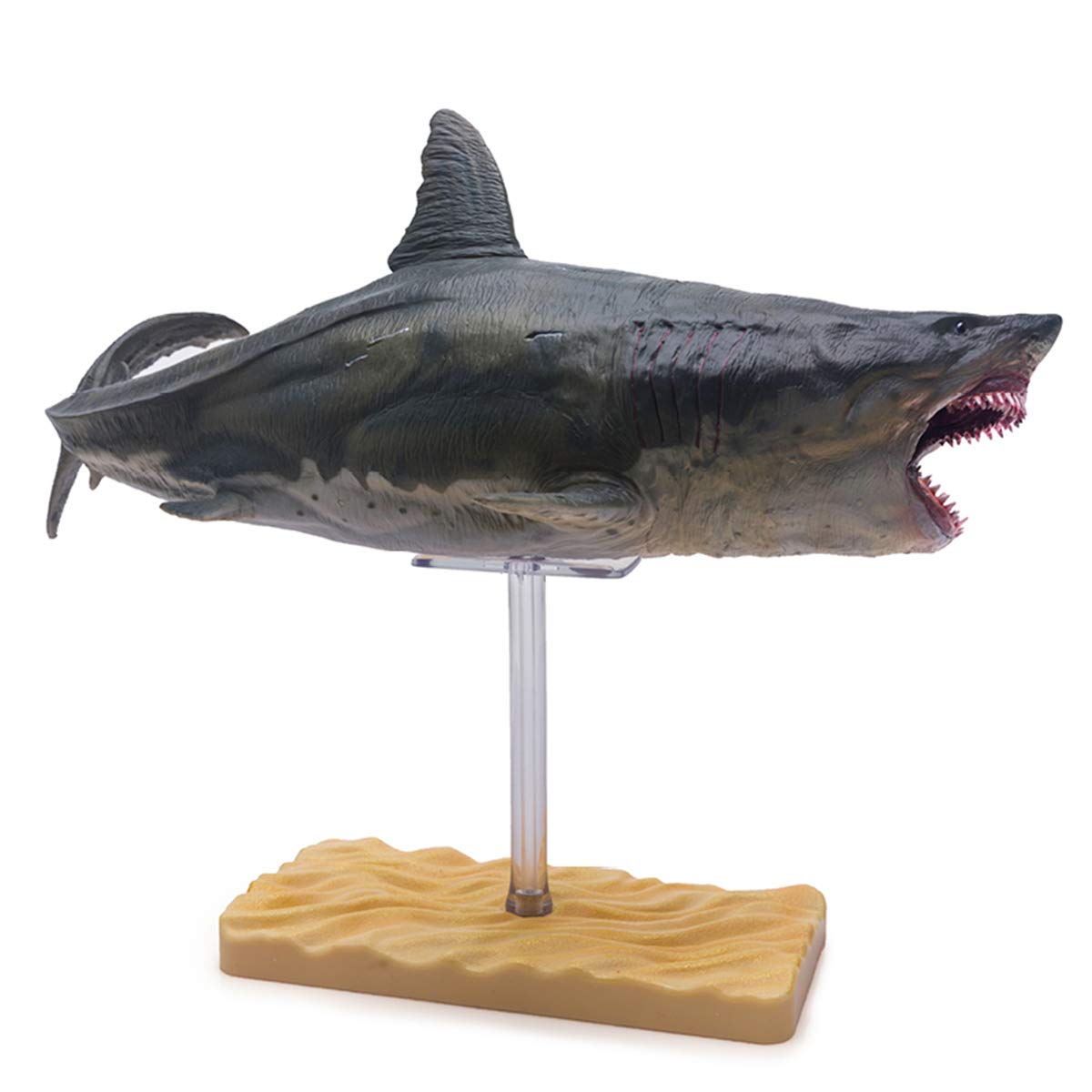 Amazon.co.jp: PNSO 1/35 サイズ メガロドン ホホジロザメ サメ こども